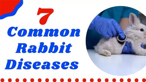 Ppt Common Rabbit Diseases And Illnesses Every Owner Should Know