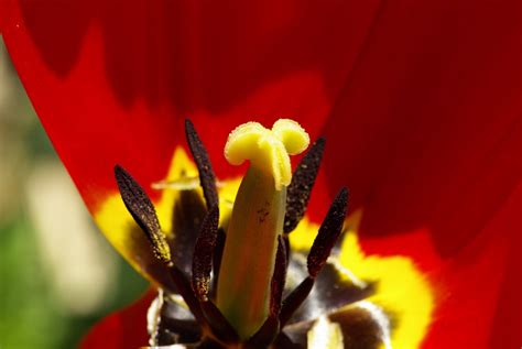 Fotos gratis naturaleza flor fotografía hoja pétalo tulipán