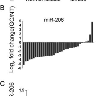 Reduced Levels Of MiR 206 Expression In Gastric Cancer Tissues And Cell