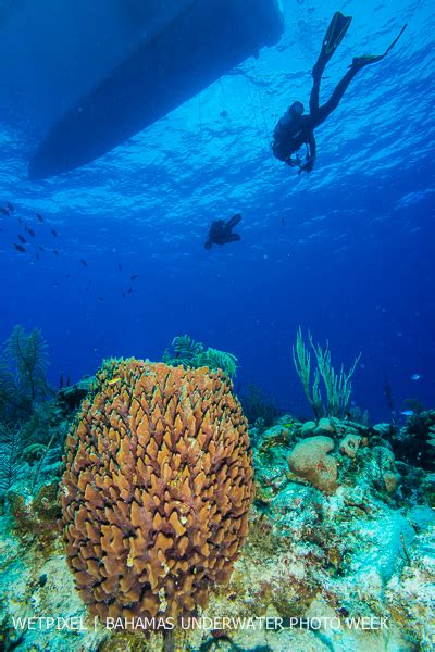 Coverage: Bahamas Underwater Photo Week part 2 :: Wetpixel.com