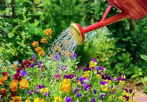 Comment Bien Entretenir Votre Jardin Jardindivert