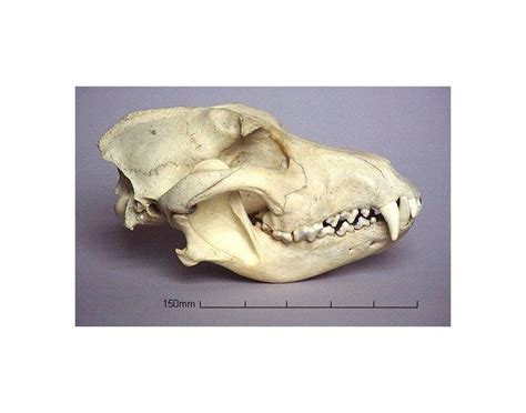 dog skull bones Quiz