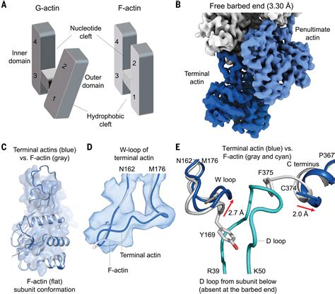 Structures Of The Free And Capped Ends Of The Actin Filament Science