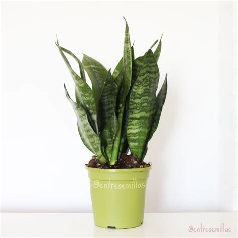 Plantas De Sansevieria Trifasciata Black Coral Plantas De Interior