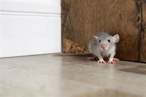 How Do Mice Get In Your House