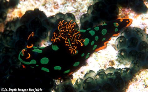 Nembrotha Kubaryana Nudibranch Marshall Islands