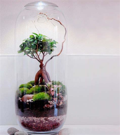 Terrarien Kreative Ideen F R Mini Terrarien