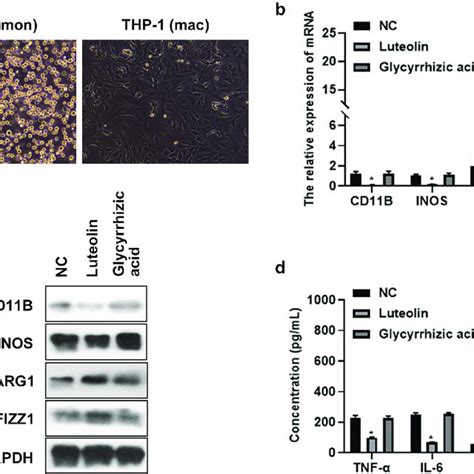 Luteolin Promoted M2 Polarization And Inhibited M1 Polarization In Download Scientific Diagram