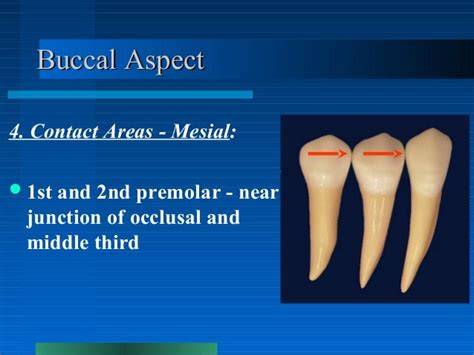 Mandibular Premolars