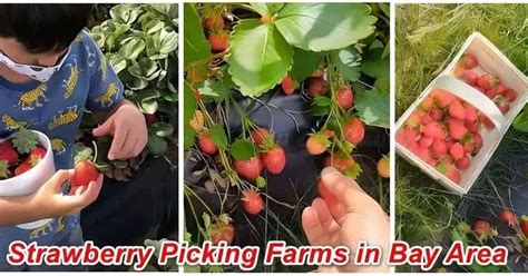 11 Best Bay Area Strawberry Picking Farms In California Pyo 2025