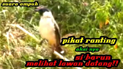 SUARA BURUNG KUTILANG GACOR ASLI TAMPA ISIAN 100 Ampuh Untuk Pancingan