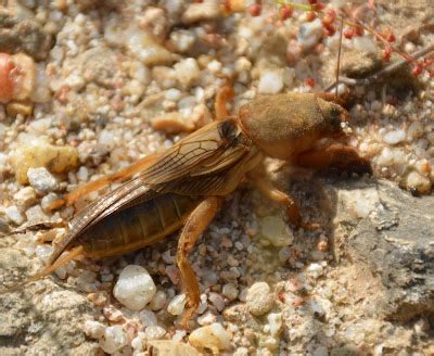 Bichos Grillo Topo O Alacr N Cebollero Gryllotalpa Gryllotalpa