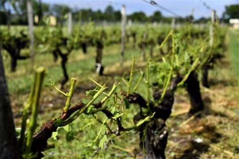 Artigo Manejo De Vinhedos Ap S Granizo Gazeta