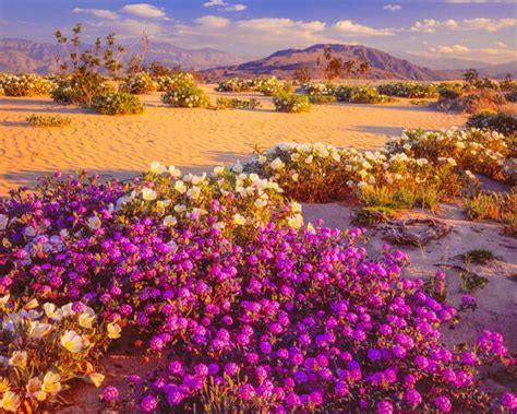 desert wildflowers | UCR News | UC Riverside