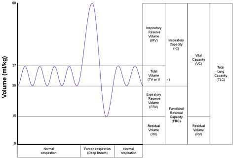 Gas Distribution Tests Lung Volumes And Airway Resistance