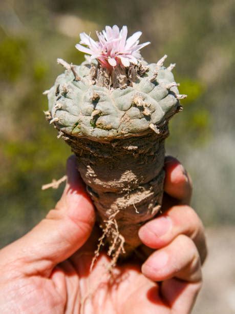 Peyote Cactus Stock Photos, Pictures & Royalty-Free Images - iStock