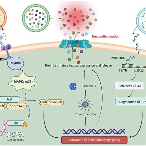 Potential Mechanisms For The Involvement Of Evs In Neuroinflammation