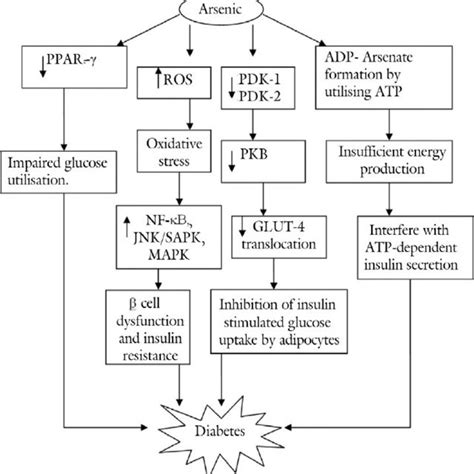 Mechanisms Pertaining To Arsenic Toxicity Request Pdf