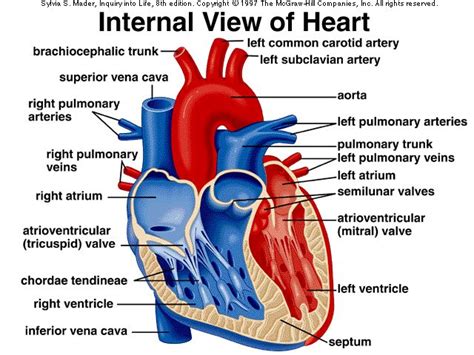 Heart Interior Diagram Model Heart Interior