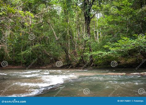 Wild River In Tropical Rain Forest With Green Trees Stock Image Image