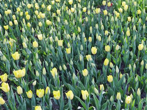 Grupo De Tulipas Amarelas Bonitas Em Um Parque Da Mola Foto De Stock