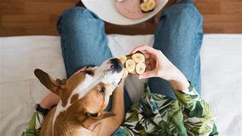 Pueden los perros comer plátanos Raciones seguras y recetas fáciles