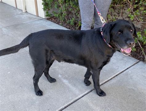 2019 Bear Body Shot Monterey Bay Lab Rescue