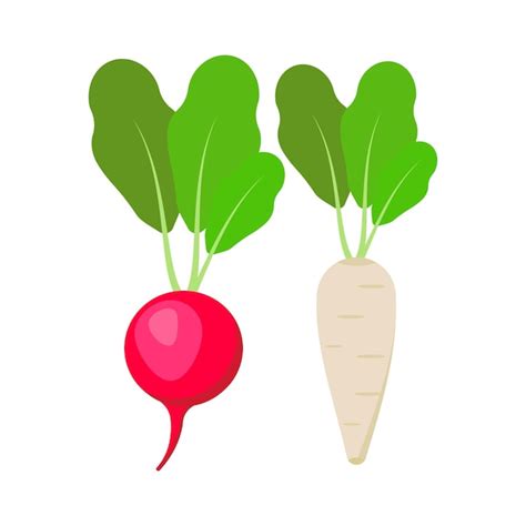 Premium Vector Radish Isolated On White Background Vector Illustration