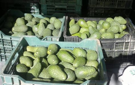 Denuncian Una Oleada De Robos En Fincas De Aguacates De La Axarquía En