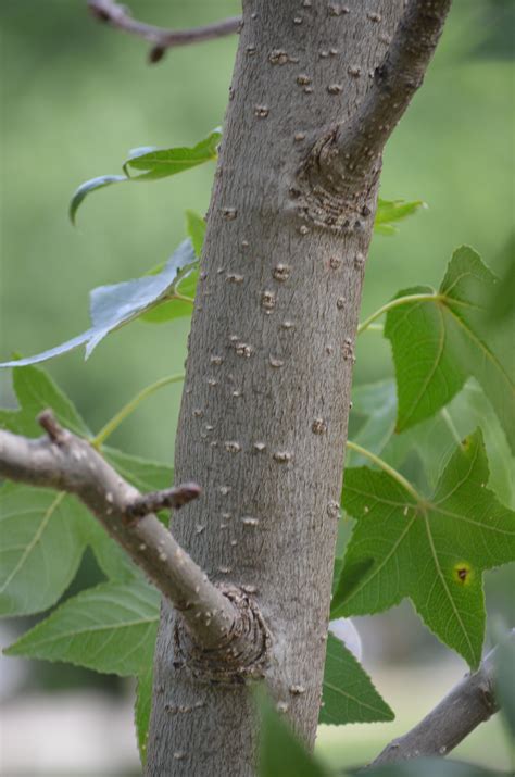 Liquidambar Styraciflua ‘hapdell Sold As Happidaze™ Purdue