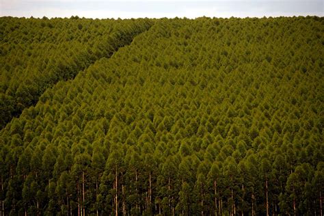 Florestas Plantadas No Brasil Ocuparam Milh Es De Hectares Em