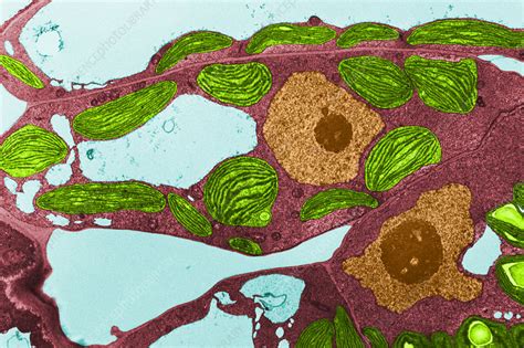 Chloroplasts TEM Stock Image C008 5120 Science Photo Library