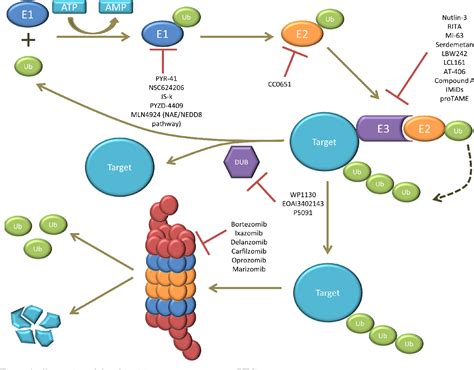 Figure From Novel Strategies To Target The Ubiquitin Proteasome