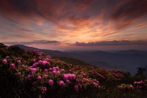 Pink Sunset Mountain Sunset Blue Ridge Mountains, Roan Mountain, Rhododendron, Blue Ridge Sunset ...