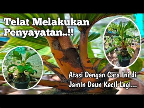 Cara Mengatasi Bonsai Kelapa Yang Telat Sayat Youtube