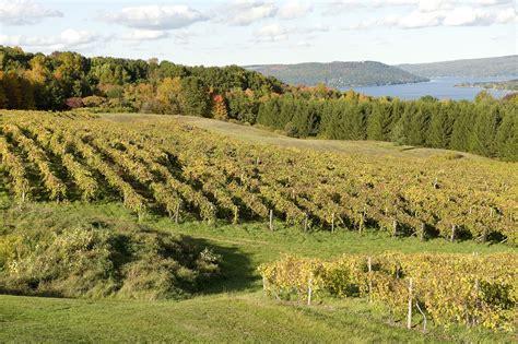 A Tour of New York State's Best Wineries