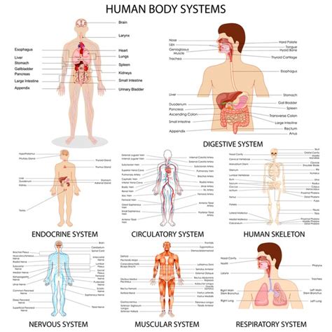 Digestive Respiratory System Royalty Free Images Stock Photos