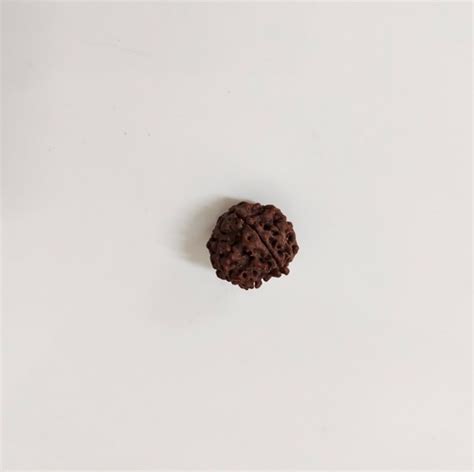 6 Mukhi Rudraksha At Best Price In Jaipur Rajasthan Surya Gems