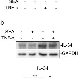 SEA inhibits TNF α induced IL 34 expression a LX 2 cells 1 10⁶