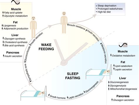 Circadian Integration Of Metabolism And Energetics Science