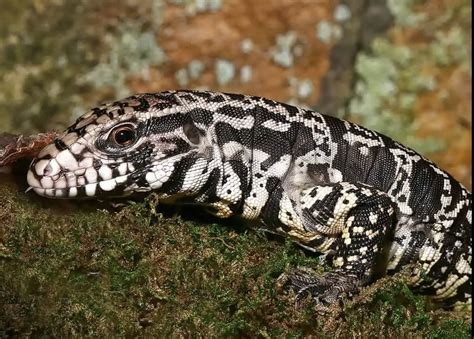 Argentine Black And White Tegu For Sale Pet City Houston