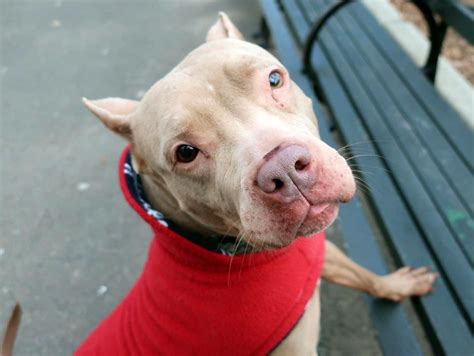 Pit Bull Who Loves To Give Kisses Set To Be Destroyed In Kill Shelter