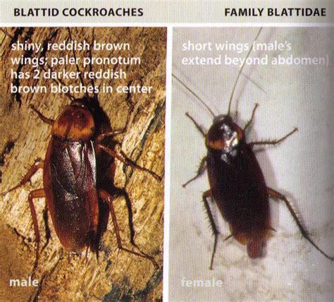 All About Roaches Cockroach Facts Types Of Roaches Top Roach