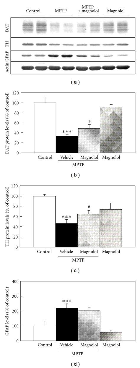 Effect Of Post Mptp Treatment With Magnolol On Dat Th And Gfap