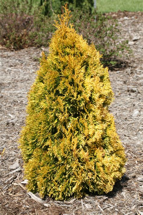 Туя Фото И Описание – Telegraph