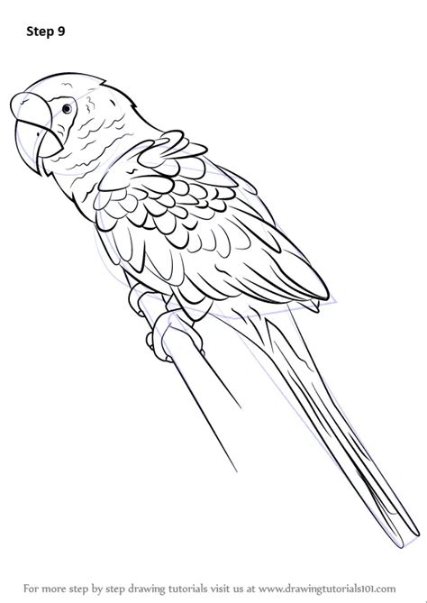 Learn How To Draw A Military Macaw Parrots Step By Step Drawing