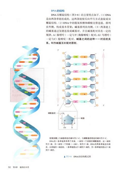 《第2节 Dna的结构》2019年审定人教版高中生物必修二中学课本网