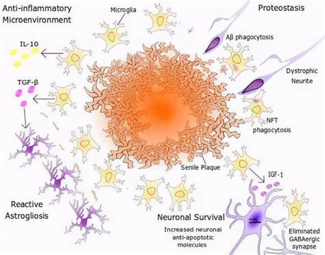 小胶质细胞与星形胶质细胞在神经系统疾病中的角色神经炎阿尔茨海默病功能