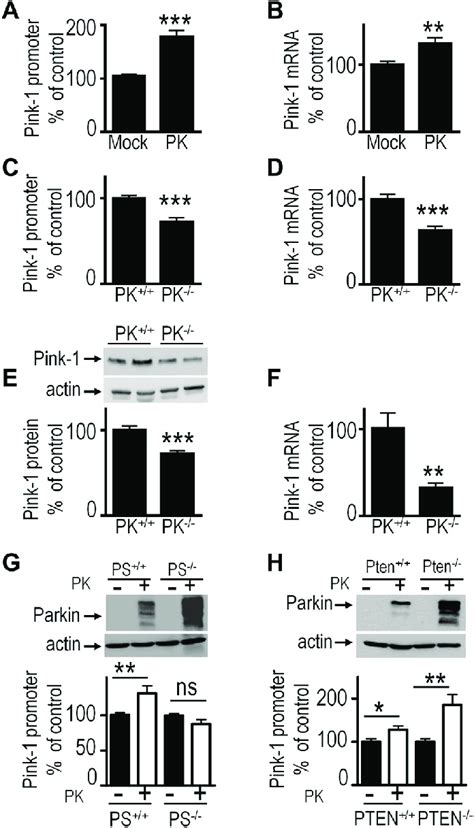 Parkin Pk Controls Phosphatase And Tensin Homolog Pten Induced