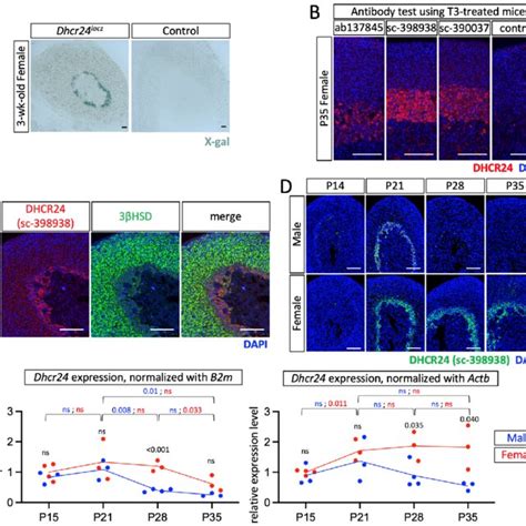 Dhcr24 Expression A X Gal Staining Of Tissues From 3 Week Old Female